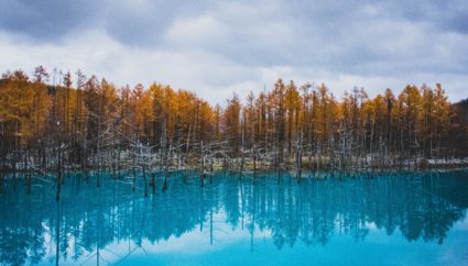 【絶景】美瑛の青い池。自然の色とは思えない、鮮やかなコバルトブルーが神秘的