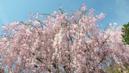 京都観光 ＞ 京都市・祇園・嵐山観光 ＞ 春に見られる枝垂れ桜が美しい！京都観光で行きたい「瑞光院」の見どころ