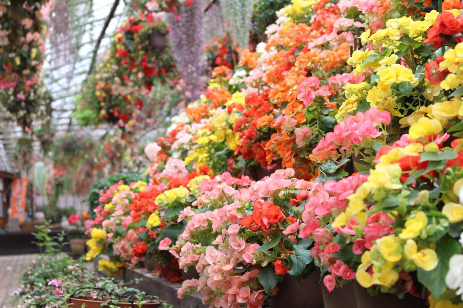 春は8000本の桜が咲く！静岡県富士宮市にある「富士桜自然墓地公園」で四季折々を感じる