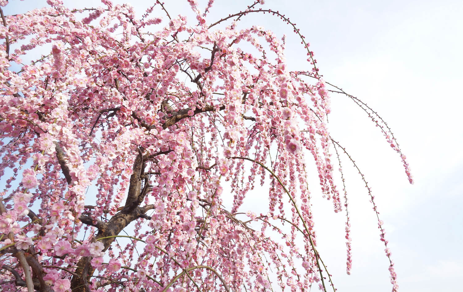 花を愛でて春を感じよう！静岡県の梅・桜・椿の名所まとめ