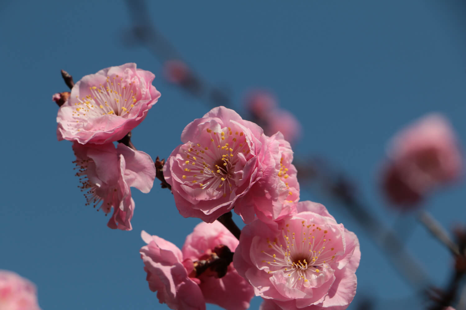 春の訪れはもうすぐ！ 山梨県の観梅の名所に出掛けてみませんか？