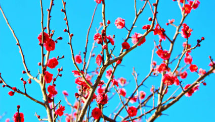四国観光 ＞ 花の甘い香りに包まれたい！四国の春を告げる梅の名所７か所