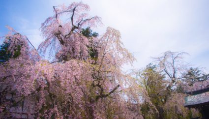 武家屋敷通りの桜