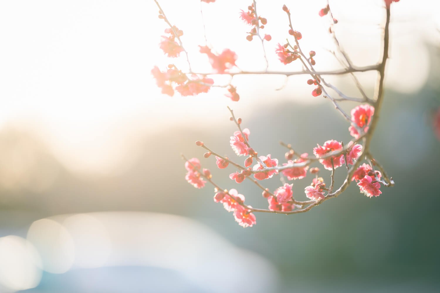 花開く梅の中を歩きたい♪九州の観梅の名所まとめ
