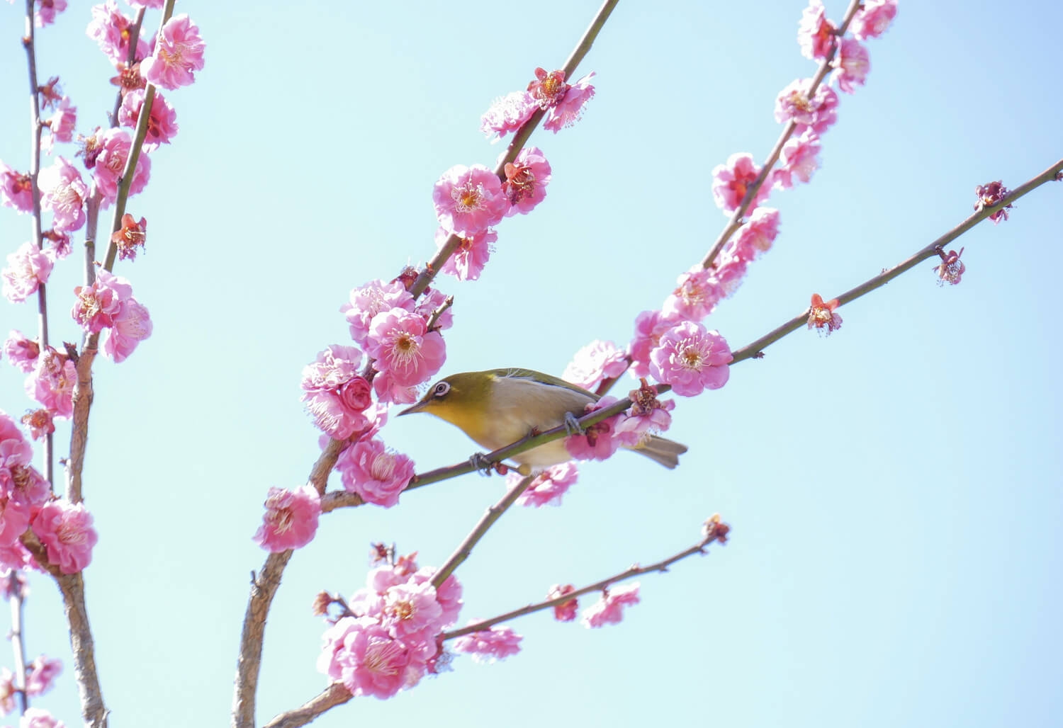 中国地方観光 ＞ 春の訪れを告げる梅の花を見に行こう！中国地方の観梅スポットおすすめ6選